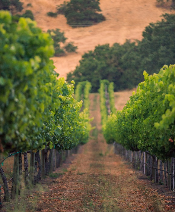 Chimney Rock vyd